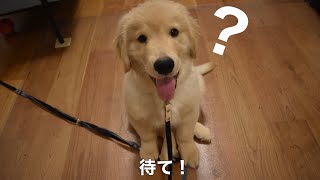 ゴールデンレトリバーの子犬の待てが全然待てなくてかわいい