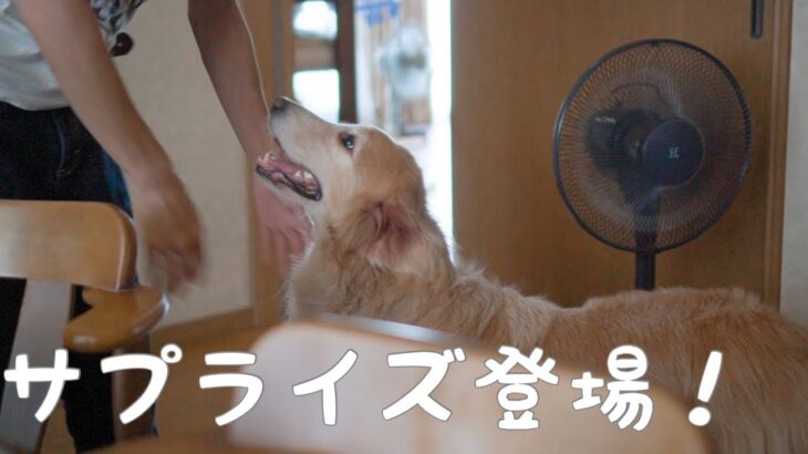 サプライズ登場にゴールデンレトリバー大喜び！#ゴールデンレトリバー#犬可愛い#犬癒し