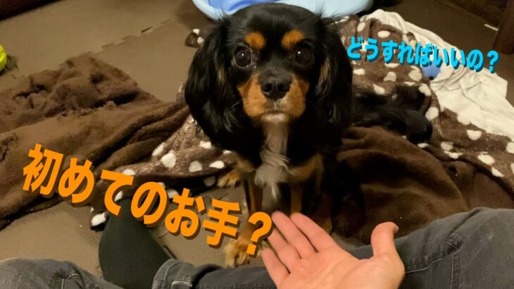 初めてのお手！！頑張る子犬が可愛い