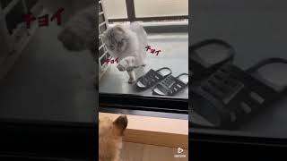 【犬と猫のいる生活】子犬の時のテオと先輩猫様の戯れ　#犬と猫のいる生活#癒し動画