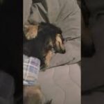 【犬の寝る場所】何で枕側に足なんだろなぁ…。#犬の動画#ミニチュアダックス#犬#癒し動画#人間みたいな犬