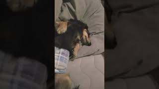 【犬の寝る場所】何で枕側に足なんだろなぁ…。#犬の動画#ミニチュアダックス#犬#癒し動画#人間みたいな犬