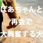 おばあちゃんとの再会で大興奮する犬