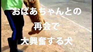 おばあちゃんとの再会で大興奮する犬