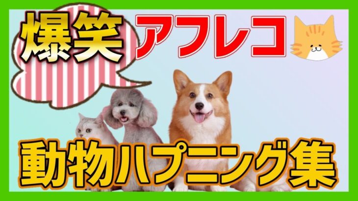 【爆笑】動物おもしろアフレコ集🤣あり得ないことをする犬、猫・おもしろ犬、猫・ハプニング集