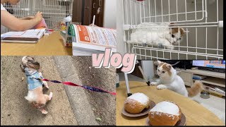 料理・勉強・癒し(犬・猫)のある看護師vlog