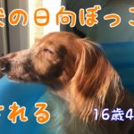 #1 【老犬】日向ぼっこ。ほっこり。介護疲れも吹き飛ぶ癒し。