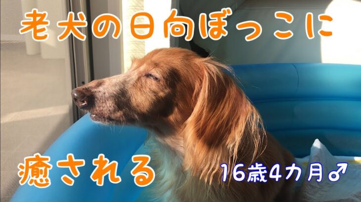 #1 【老犬】日向ぼっこ。ほっこり。介護疲れも吹き飛ぶ癒し。