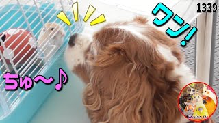 犬とハムの儀式❤面白可愛い・犬鳥ハムスターと暮らす動物チャンネル 1339  Dog & Hamster