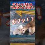 【爆笑】動物おもしろアフレコ🤣あり得ないことをする犬、猫・おもしろ犬、猫・ハプニング集#13　#shorts