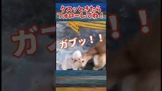 【爆笑】動物おもしろアフレコ🤣あり得ないことをする犬、猫・おもしろ犬、猫・ハプニング集#13　#shorts