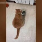 １０分間腹が痛いほど爆笑する犬, 猫,動物のおもしろハプニング #170