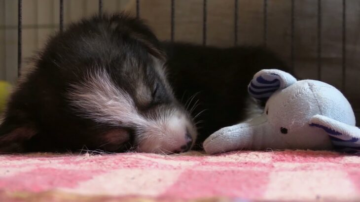 子犬（かわいい寝顔2）