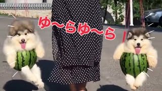 【癒され動画】可愛いすぎ💓ふわモコ犬♪大集合！！第2弾!!