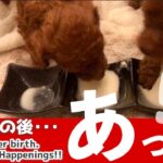 生後27日⑭【子犬ハプニング】ミルク訓練、溺れるかと…笑💦初めてのピコピコ音反応は😂27 days after birth. Practice drinking milk from a plate