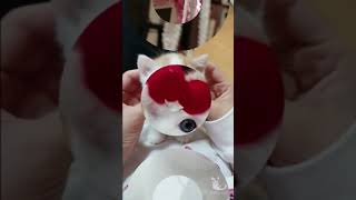 😸Cute Cats Doing Funny Things 2021 😸 #1 かわいい犬