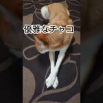 手を組んで優雅な犬Graceful dog#保護犬#癒し#優雅#shorts