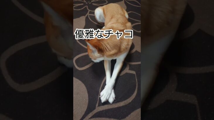 手を組んで優雅な犬Graceful dog#保護犬#癒し#優雅#shorts