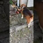 【ダイエット犬】ダイエット奮闘中のビーグル犬・・・Healing/dog　癒し/犬　ビーグル/BEAGLE　セラピー犬