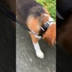 【祝福犬】田舎の燕/ツバメに祝福してもらうビーグル犬・・・Healing/dog　癒し/犬　ビーグル/BEAGLE　セラピー犬