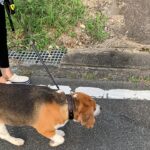 【トレーニング犬】過酷なトレーニングを終え帰宅するビーグル犬・・・Healing/dog　癒し/犬　ビーグル/BEAGLE　セラピー犬 #shorts