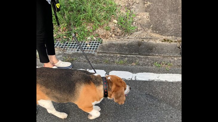 【トレーニング犬】過酷なトレーニングを終え帰宅するビーグル犬・・・Healing/dog　癒し/犬　ビーグル/BEAGLE　セラピー犬 #shorts