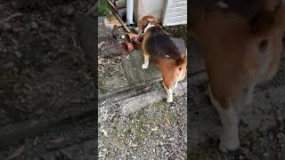 【ダイエット犬】ダイエット奮闘中のビーグル犬・・・Healing/dog　癒し/犬　ビーグル/BEAGLE　セラピー犬