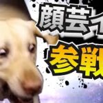 爆笑おもしろ犬🐶🐶🐶全員参戦Part7!!