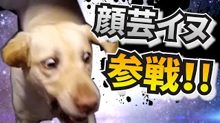 爆笑おもしろ犬🐶🐶🐶全員参戦Part7!!