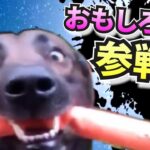 爆笑おもしろ犬🐶🐶🐶全員参戦Part8!!