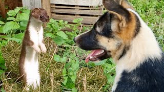 動物 イタチ Vs 犬 #19 –  私は動物が好きです