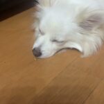 可愛いベイビー【犬だけど（笑)】#癒し系 #犬 #鼻 #YouTuber #ミニチュアダックス #ポメラニアン