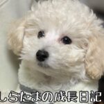 【癒し】愛犬しらたまの成長日記#shorts #short #犬 #トイプードル