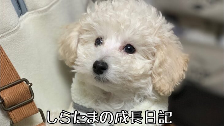 【癒し】愛犬しらたまの成長日記#shorts #short #犬 #トイプードル