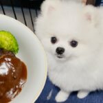 犬と一緒に食べられるハンバーグ作りでハプニング発生