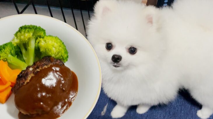 犬と一緒に食べられるハンバーグ作りでハプニング発生