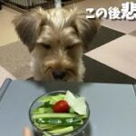 犬の好きな食べ物を検証中、まさかのハプニング⁉/共働き夫婦とヨーキー