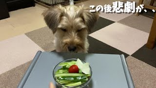 犬の好きな食べ物を検証中、まさかのハプニング⁉/共働き夫婦とヨーキー