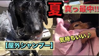 【真夏日☀️屋外で豪快にシャンプー】犬達の可愛い姿が満載です♪