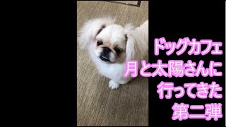 【ドッグカフェ】犬カフェでまたまた癒されてきた【可愛い】