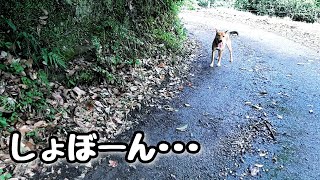 【音量注意！】犬たちのお散歩でハプニングが･･･