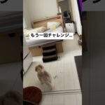 最後のオチが可愛すぎる🤣かわいい子犬がベットの上に…