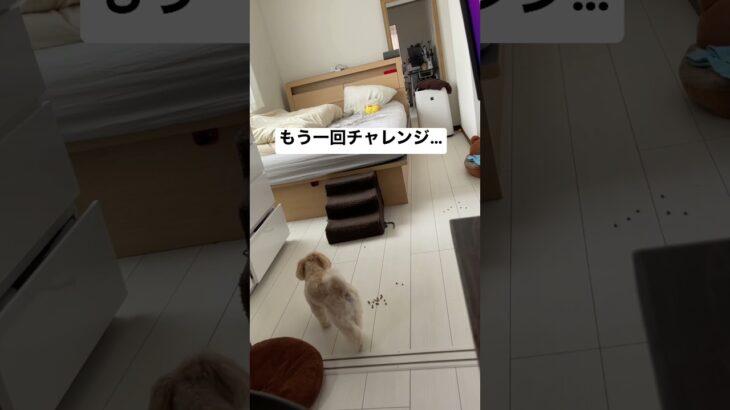 最後のオチが可愛すぎる🤣かわいい子犬がベットの上に…