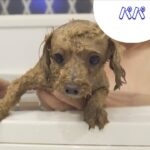 お風呂に入った後の犬の様子がこちら【おまけ動画】