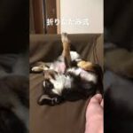 愛犬チワワ　眠たい犬　可愛い犬