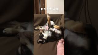 愛犬チワワ　眠たい犬　可愛い犬