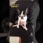 うめの母性が覚醒したその後　#子犬 #こいぬ #仔犬 #犬動画 #ボストンテリア #かわいい #犬癒し