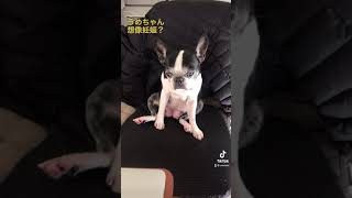 うめの母性が覚醒したその後　#子犬 #こいぬ #仔犬 #犬動画 #ボストンテリア #かわいい #犬癒し