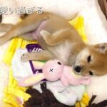 【豆柴子犬】寝ている姿が可愛いくて癒される