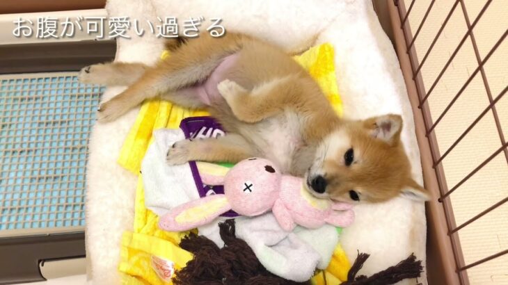 【豆柴子犬】寝ている姿が可愛いくて癒される